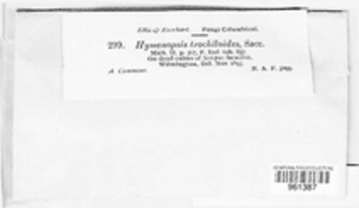 Hymenopsis image